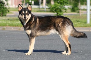 High-legged, tall, short,  however, an example of a grey dog